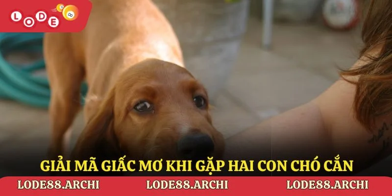 Giải mã giấc mơ khi gặp hai con chó cắn