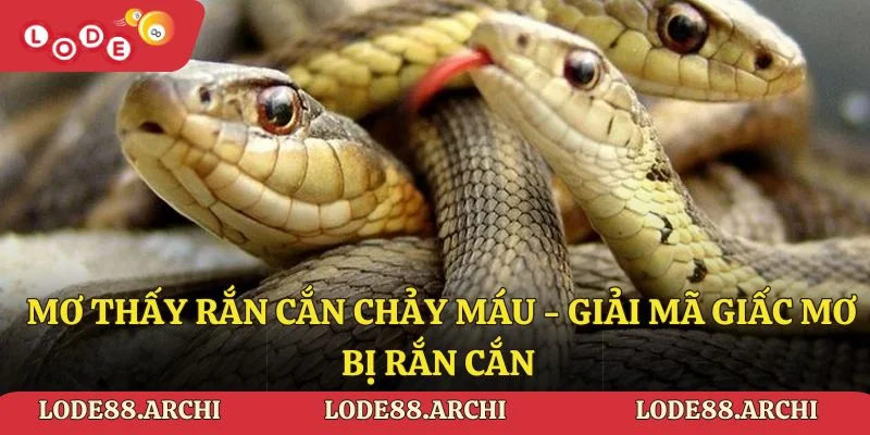 Mơ thấy rắn cắn chảy máu - Giải mã giấc mơ bị rắn cắn 